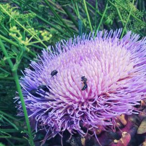 20180709_artichoke