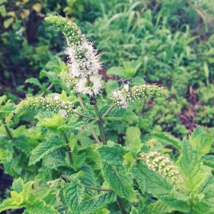 20180709_mint