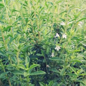 20180709_thyme