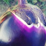 20180710_eggplant