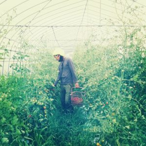 20180714_tomato