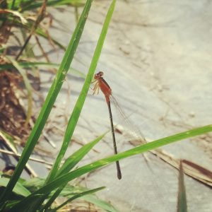 20180717_dragonfly