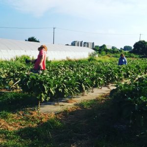 20180724_farm