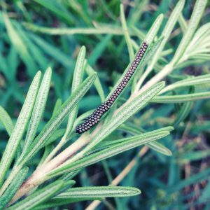 20180904_rosemary
