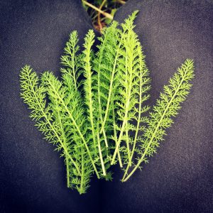 20181012_yarrow