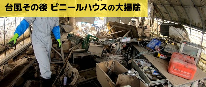 台風19号 10日後 水没ビニールハウスの大掃除 台風19号 10日後 水没ビニールハウスの大掃除