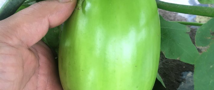 green_eggplant
